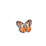 Hand-Painted Tiger Moth Claw Hair Clip | Eco-Friendly