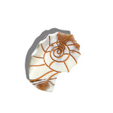 Hand-painted Sundial Shell Claw Hair Clip | Eco-Friendly