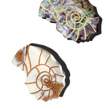 Hand-painted Sundial Shell Claw Hair Clip | Eco-Friendly