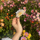 Hand-painted Waterlily Flower Claw Hair Clip | July Birth Flower