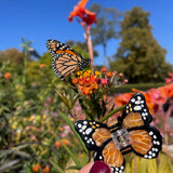 Hand-painted Mini Monarch Butterfly Claw Hair Clip | Eco-Friendly