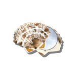 Hand-painted Seashell Compact Mirror | Eco-Friendly