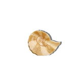 Hand-painted Spiral Shell Claw Hair Clip | Eco-Friendly