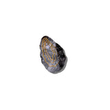 Hand-painted Oyster Claw Hair Clip | Eco-Friendly