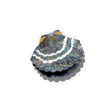 Hand-painted Seashell Claw Hair Clip | Eco-Friendly