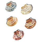 Hand-painted Mini Seashell Claw Hair Clip | Eco-Friendly